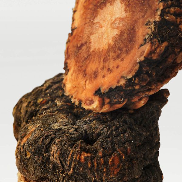 Maca
